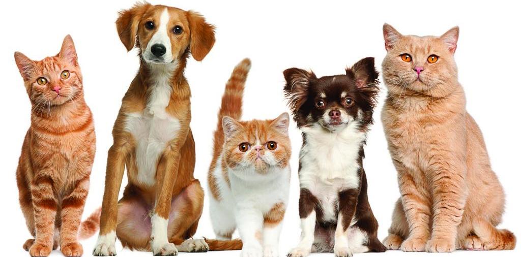 Доска объявлений о животных | ЗооТом - продажа, вязка и услуги для животных в Немане