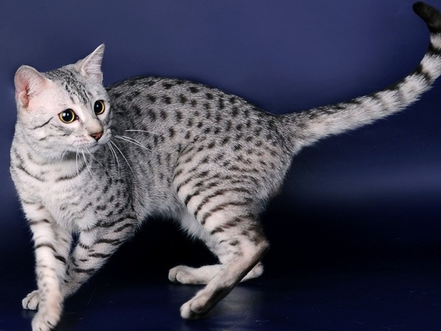 Породы кошек в Немане | ЗооТом портал о животных
