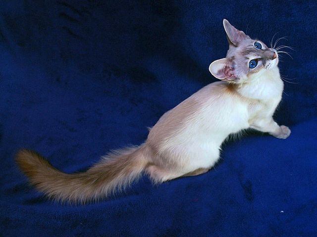 Выведенные породы кошек в Немане | ЗооТом портал о животных