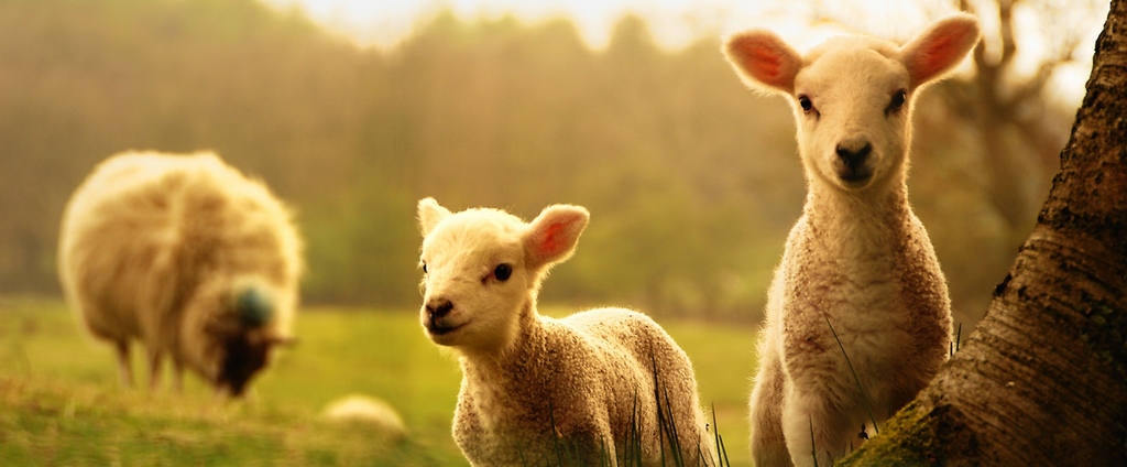 Объявления о сельскохозяйственных животных | ЗооТом - продажа, вязка и услуги для животных в Немане
