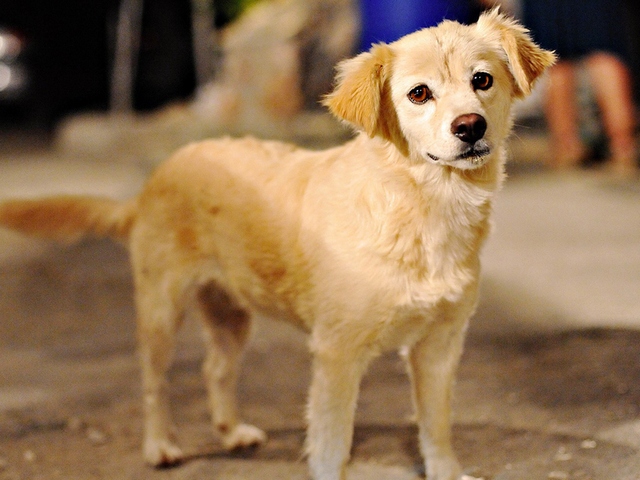 Породы собак в Немане | ЗооТом портал о животных