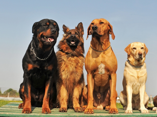 Крупные породы собак в Немане | ЗооТом портал о животных