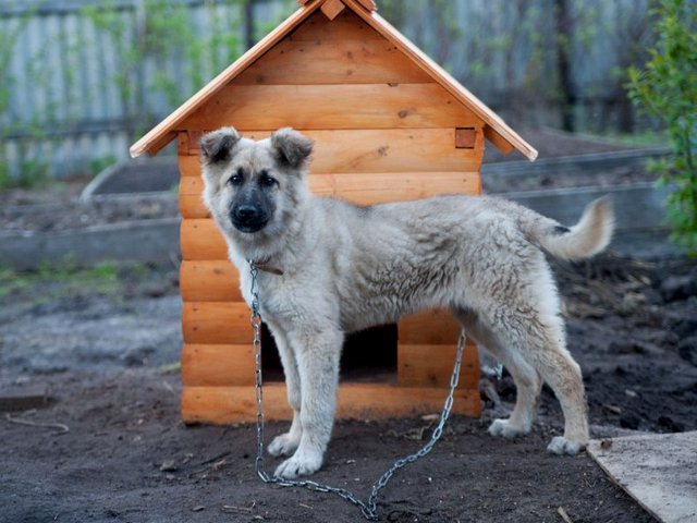 Все о собаках в Немане